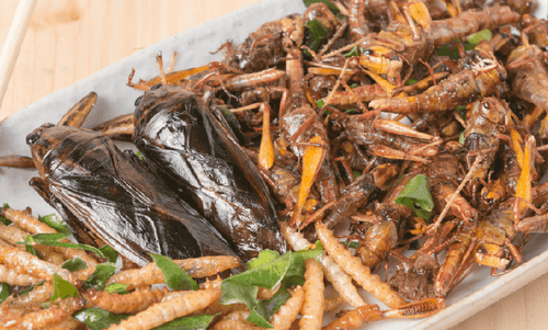 Farewell faint-hearted: Bugs are the way of the future